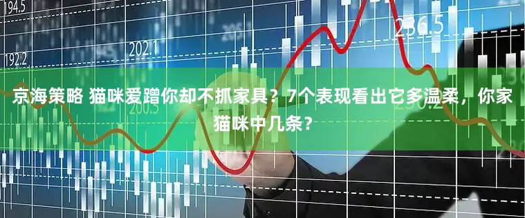 京海策略 猫咪爱蹭你却不抓家具？7个表现看出它多温柔，你家猫咪中几条？
