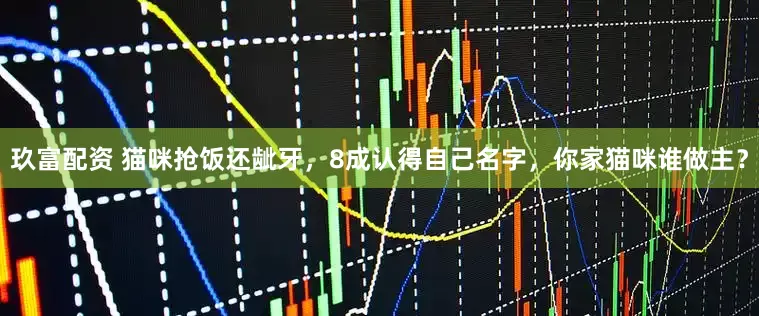 玖富配资 猫咪抢饭还龇牙，8成认得自己名字，你家猫咪谁做主？