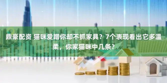 鼎豪配资 猫咪爱蹭你却不抓家具？7个表现看出它多温柔，你家猫咪中几条？
